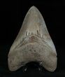 Highly Serrated Inch Summerville Megalodon #1390-1